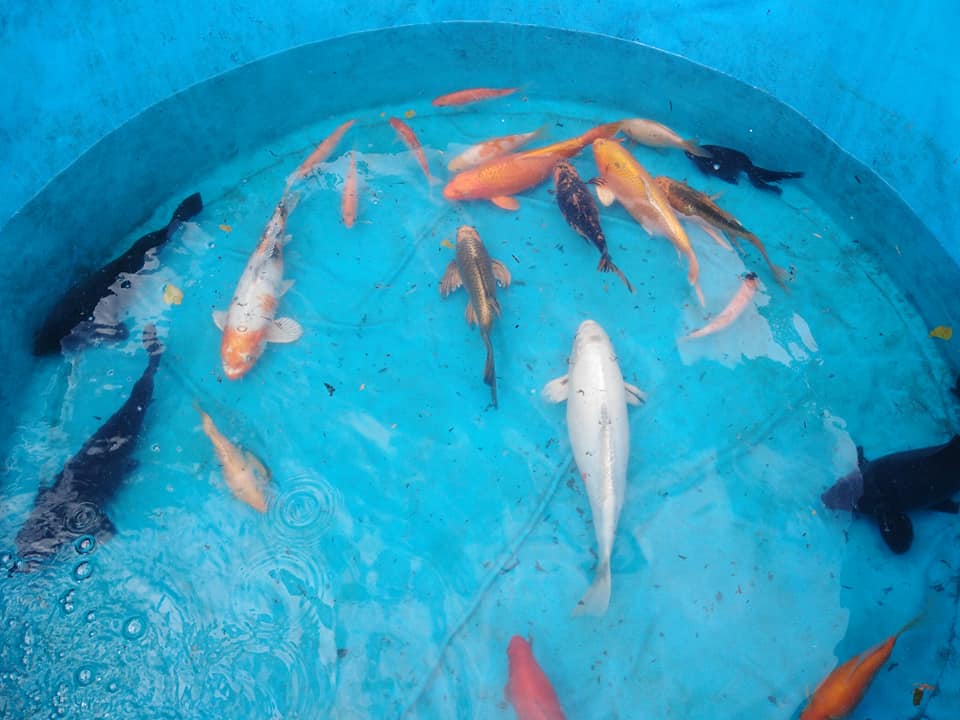 Koi carp in a holding tank while their pond is being cleaned