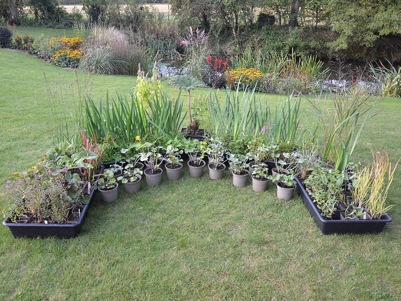 A selection of plants ready to be planted in the natural pond in the backgorund