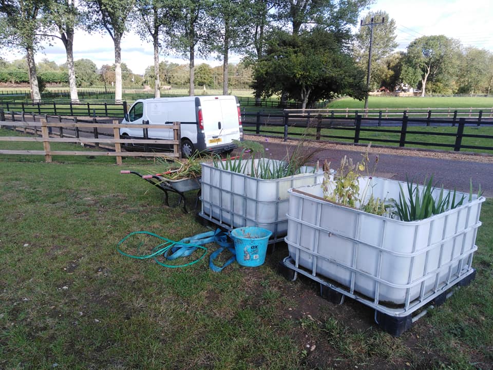 Delivery of plans in IBC containers ready to be planted in restored pond