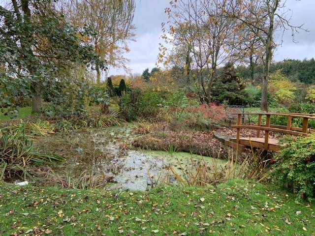 Before photo of overgrow natural pond with bridge and trees