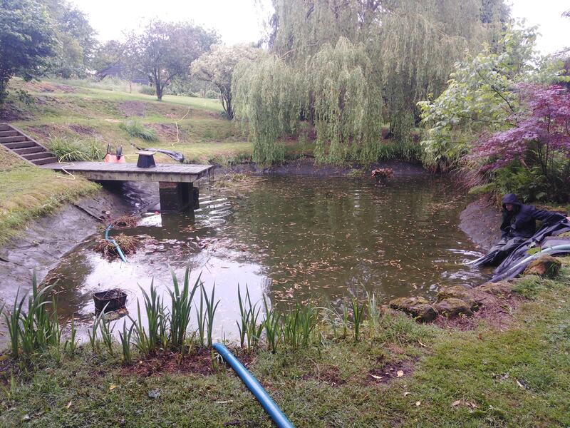 Overgrown dirty pond under weeping willow tree being drained ready for cleaning