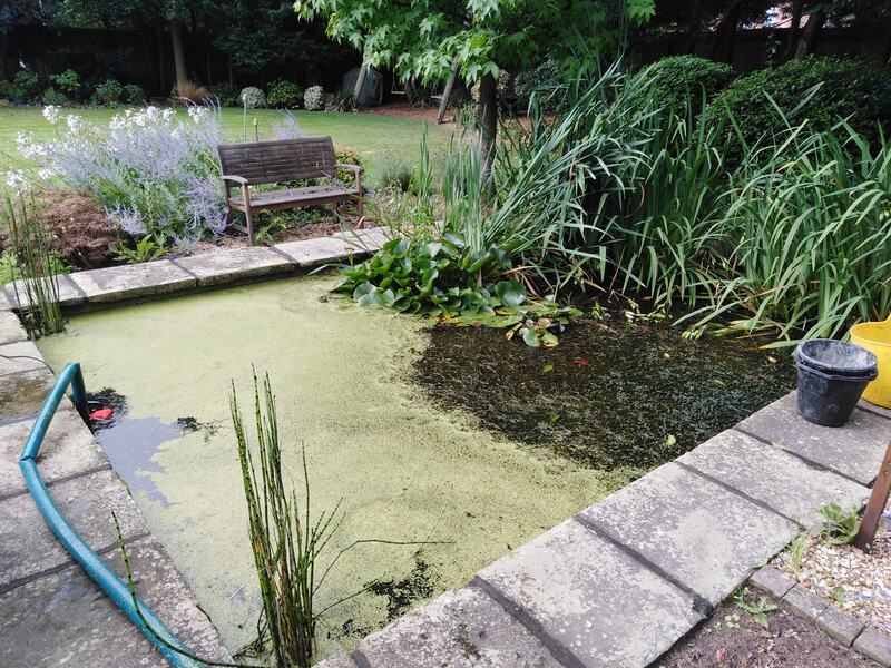 Overgrown and algae infested slab rimmed square pond being drained