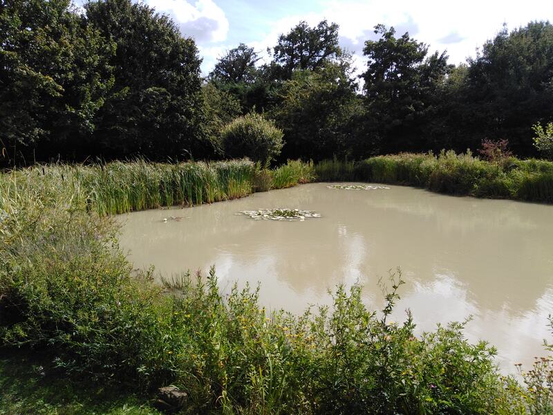 Overgrown natural pond to be restored