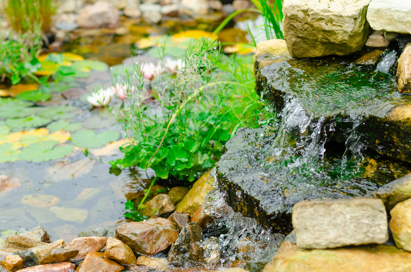 A natural pond with a cascading waterfall and natural looking plants
