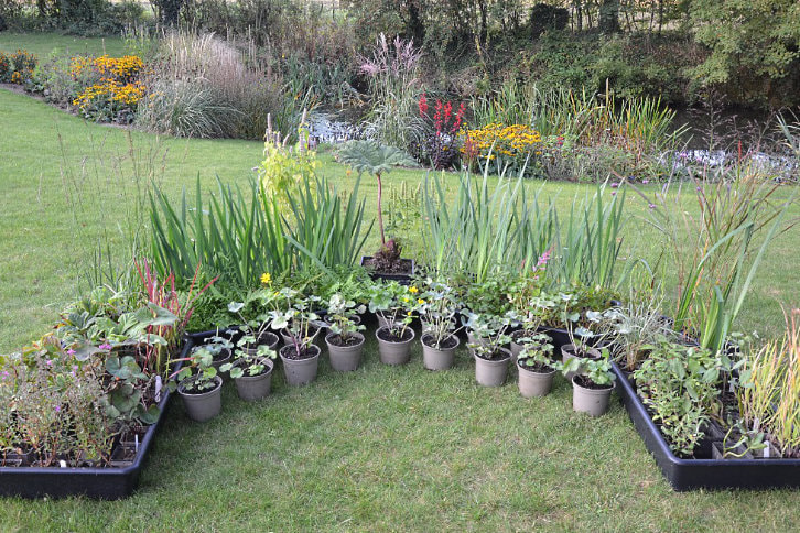 A selection of plants ready to be planted in the natural pond in the backgorund